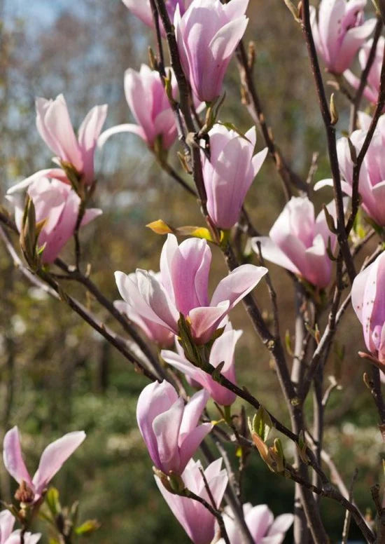 Magnolia soulangeana 50-60 CM C4.5