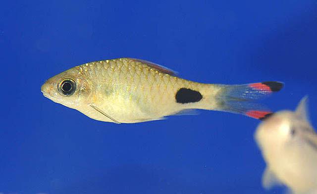 Mahecola Barb