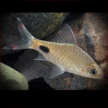 Mahecola Barb
