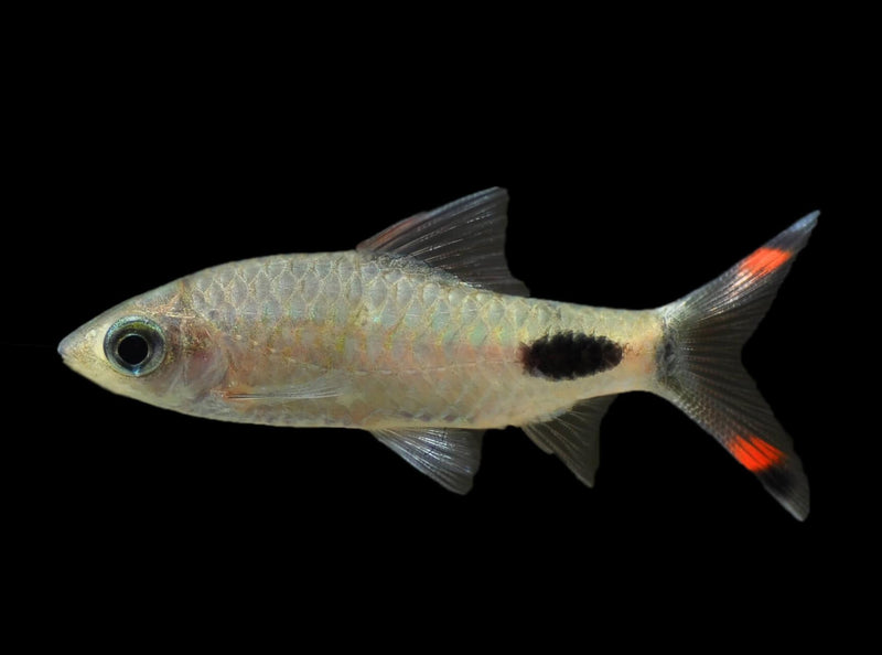 Mahecola Barb