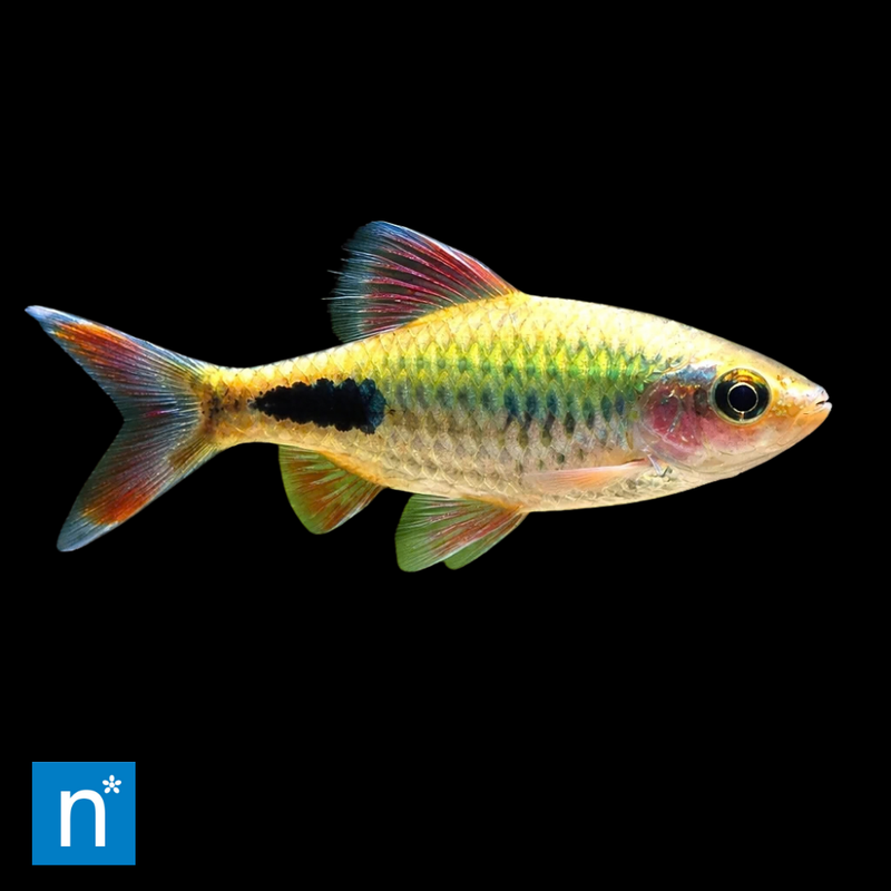 Mahecola Barb | Barbus mahecola