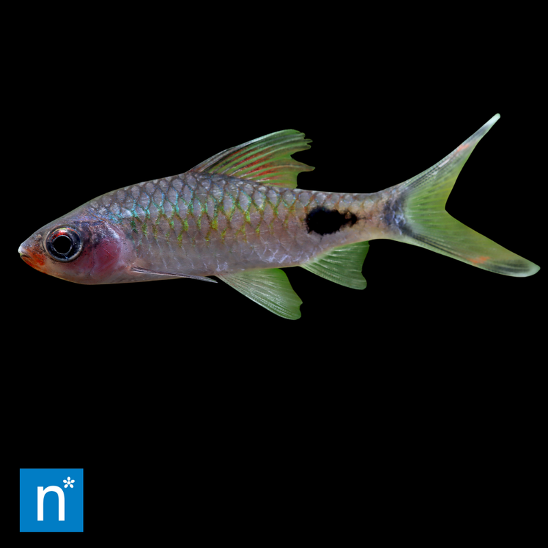 Mahecola Barb | Barbus mahecola