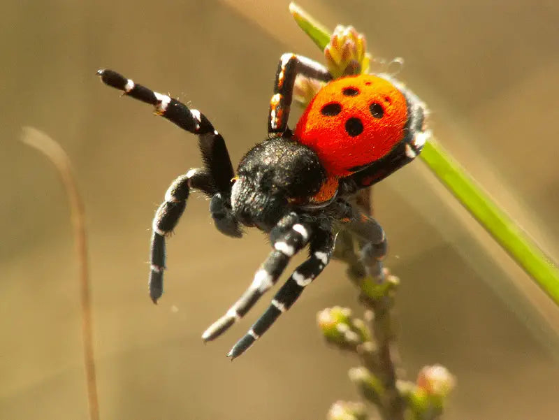 Ladybird Spider | Eresus walkenaerius s