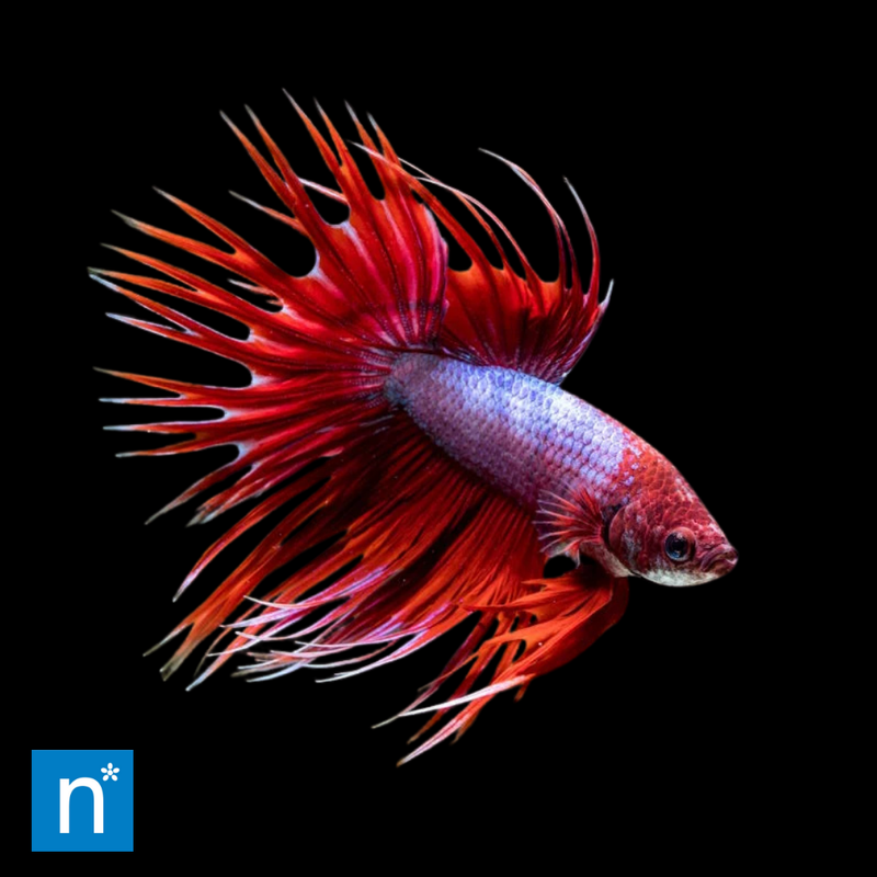 Male Crowntail Betta | Betta splendens