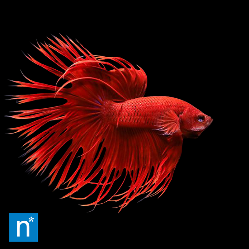 Male Crowntail Betta | Betta splendens