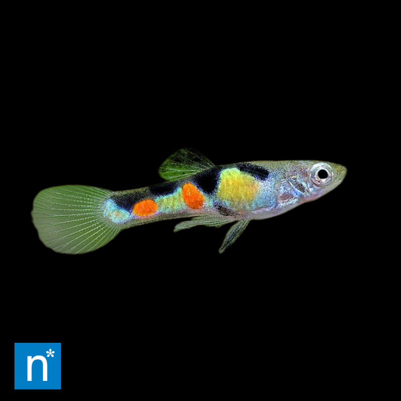 Male Endler Guppy | Poecilia wingei