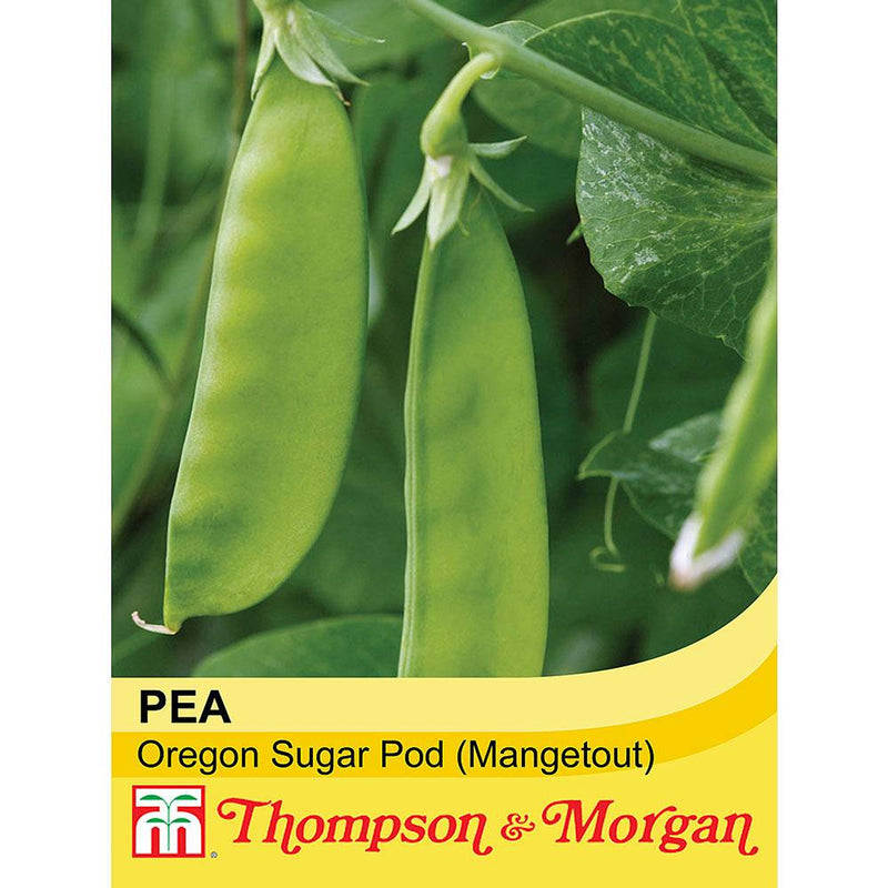 Mangetout Oregon Sugar Pod