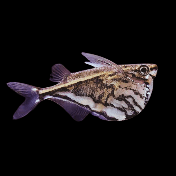 Marbled Hatchet Tetra Medium