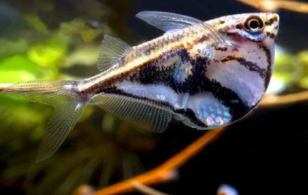 Marbled Hatchet Tetra Medium