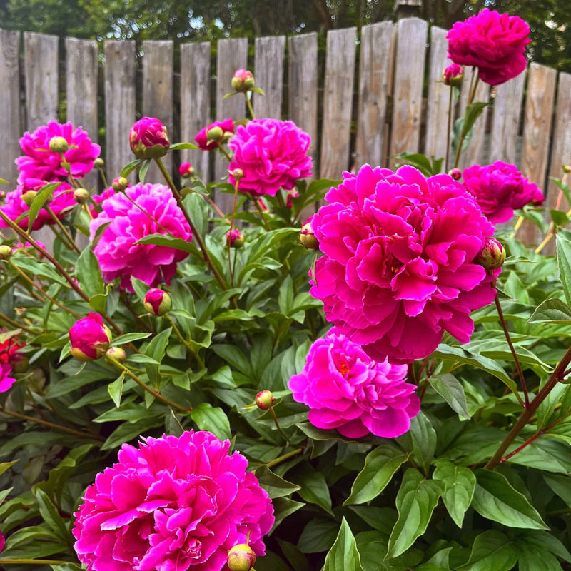 Paeonia Lactiflora | Karl Rosenfield (Peony)