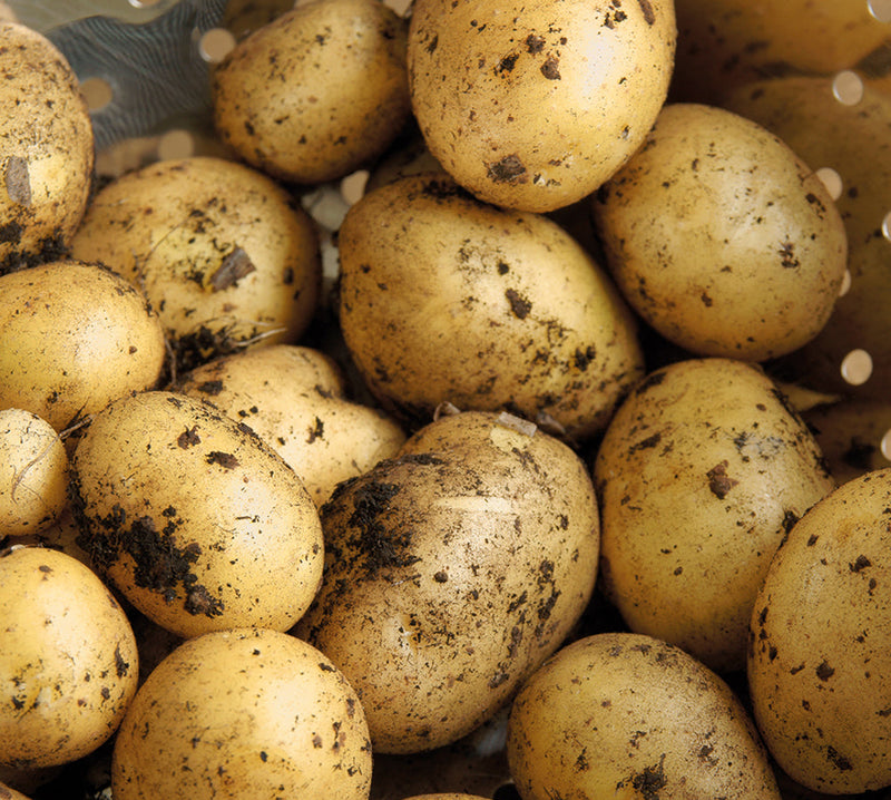 Maris Piper Seed Potatoes 2kg- Second Early