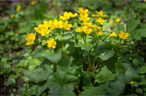 Caltha palustris