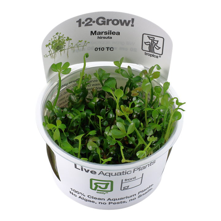 Marsilea Hirsuta 1-2 Grow