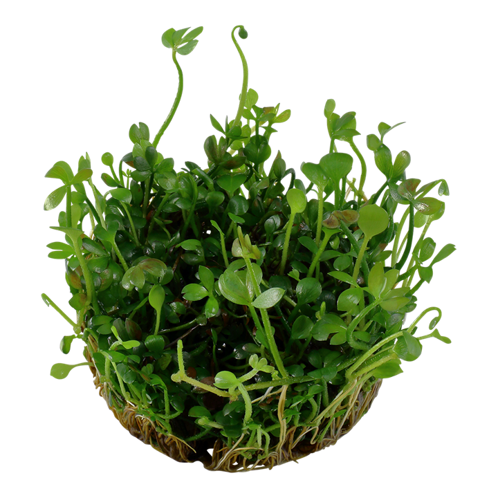 Marsilea Hirsuta 1-2 Grow