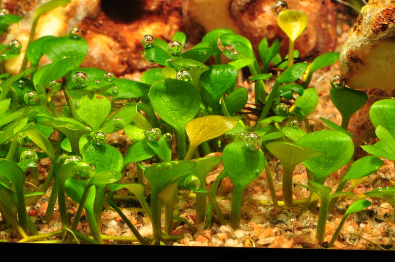 Marsilea Hirsuta 1-2 Grow