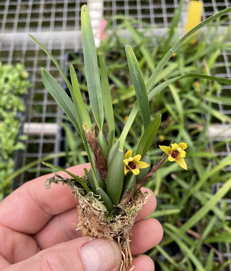 Maxillaria Variabilis Mini