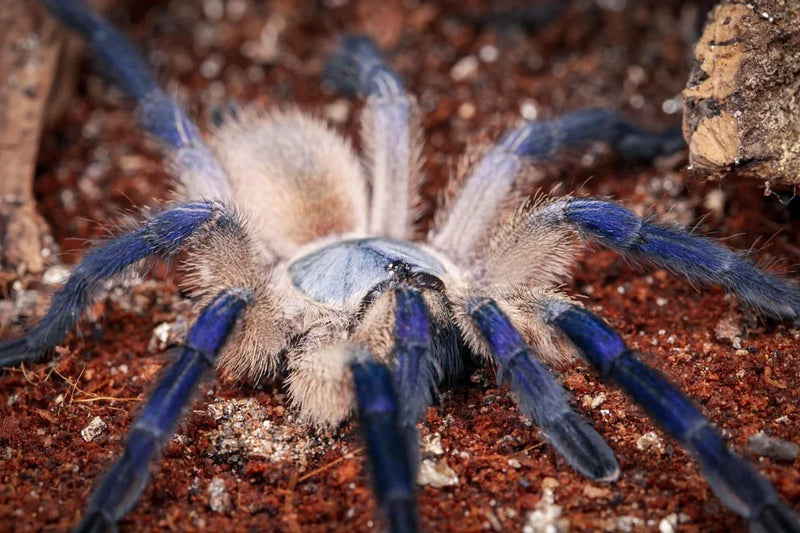 Socotra Island Blue Baboon Tarantula - Monocentropus balfouri