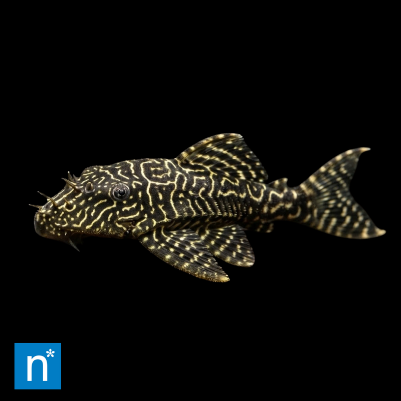 Mega Clown Pleco | Hypancistrus sp. L340