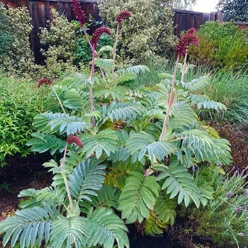Melianthus Major | Honey Bush 2 Litre