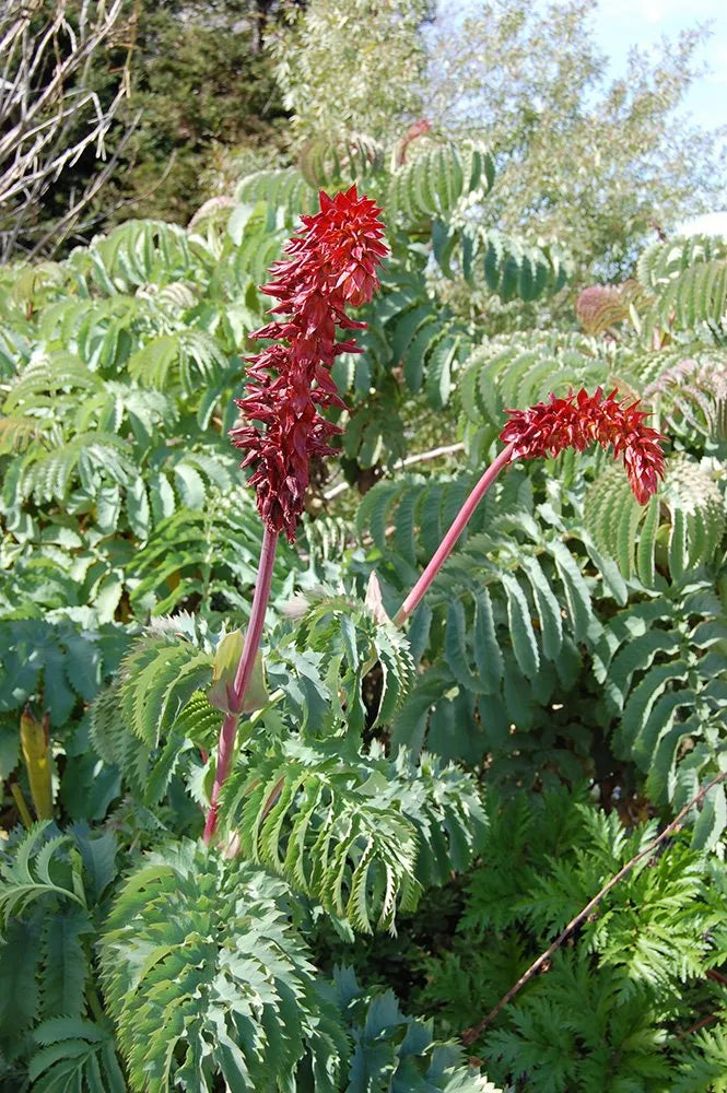Melianthus Major | Honey Bush 2 Litre