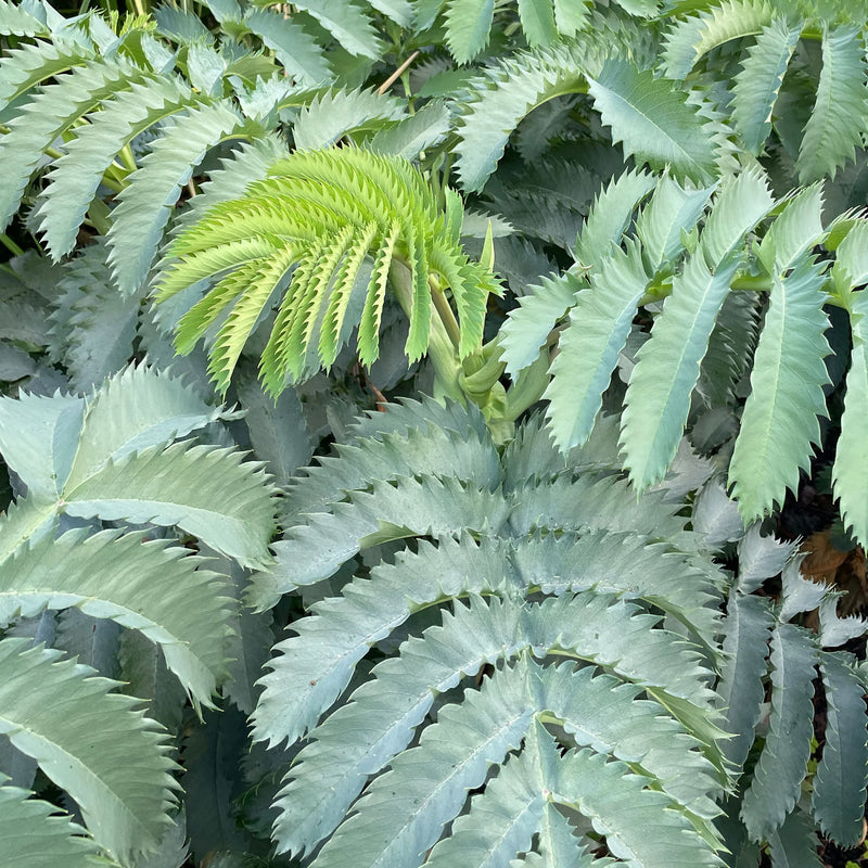 Melianthus Major | Honey Bush 2 Litre