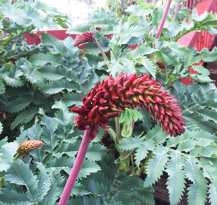 Melianthus Major | Honey Bush 2 Litre