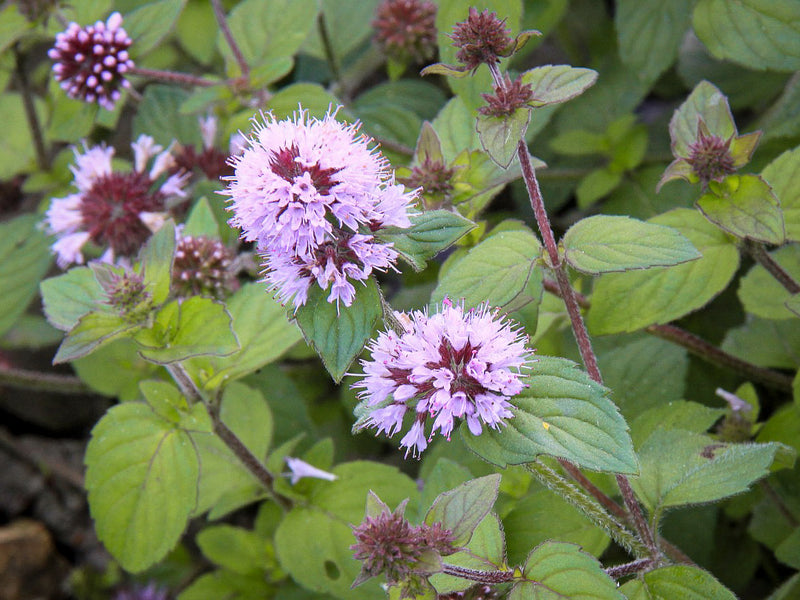 Mentha Aquatica | Water Mint P9