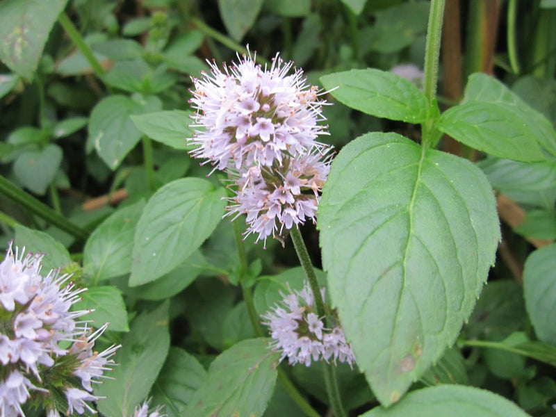 Mentha Aquatica | Water Mint P9
