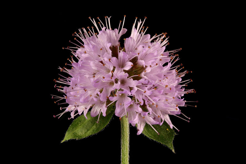 Mentha Aquatica | Water Mint P9