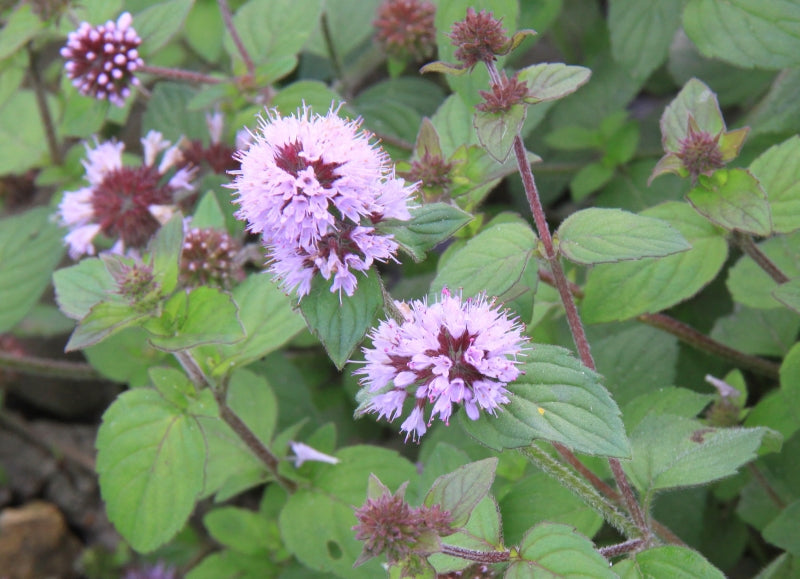 Mentha Aquatica | Water Mint P9