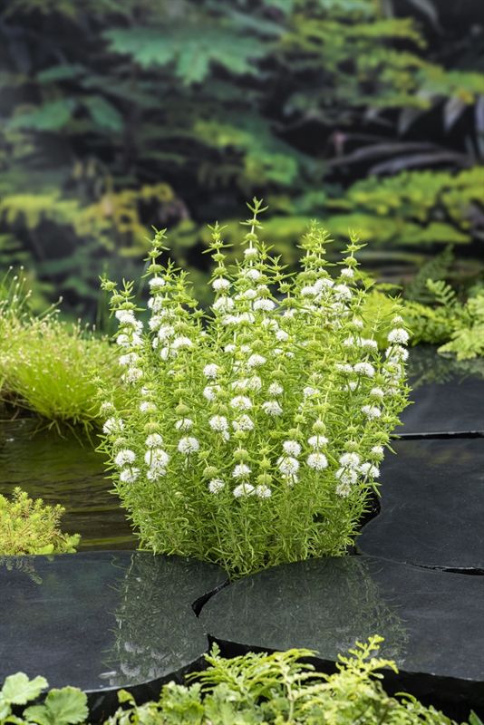 Mentha cervina 'Alba' P9