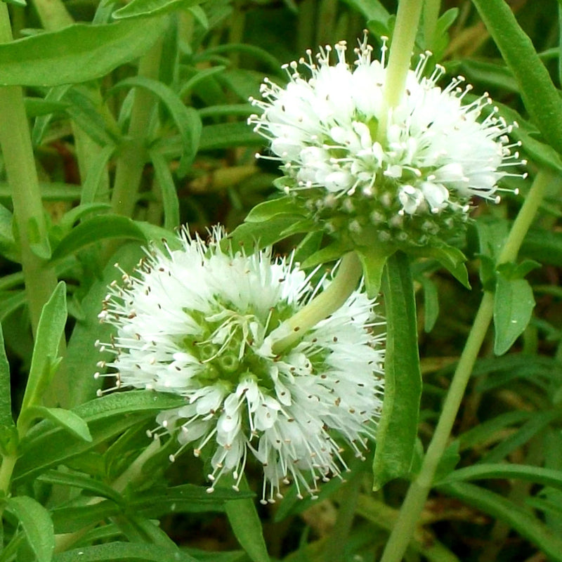 Mentha cervina 'Alba' P9