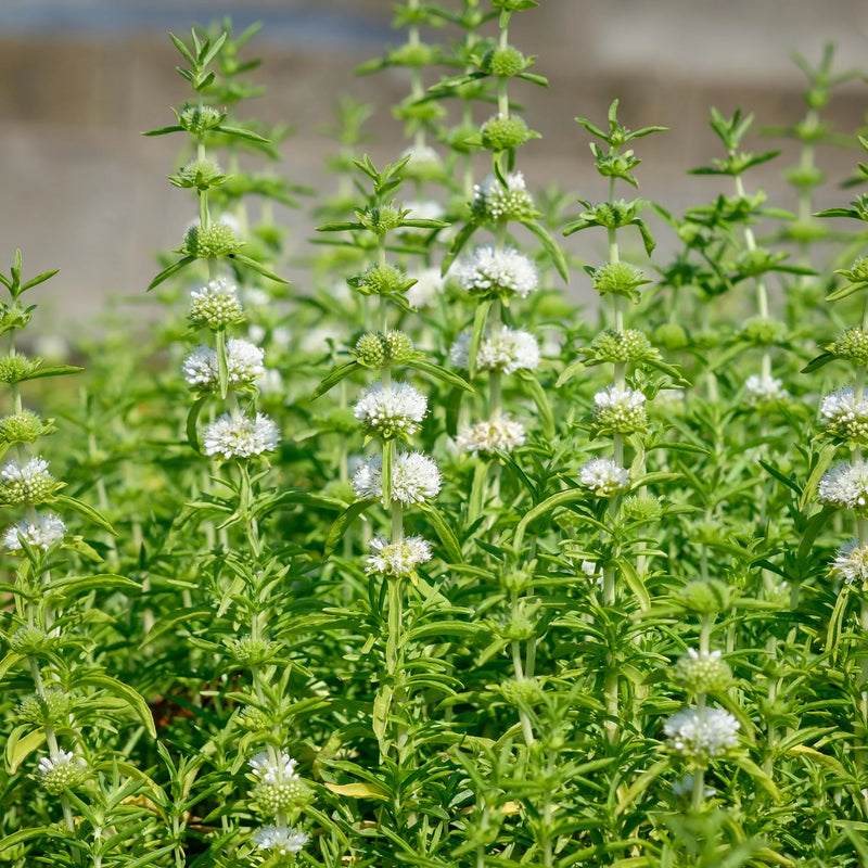 Mentha cervina 'Alba' P9