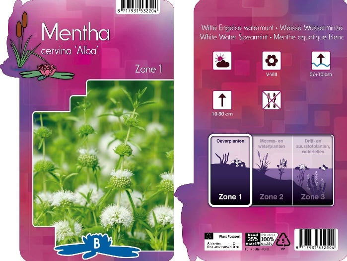 Mentha cervina 'Alba' P9