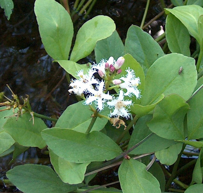 Menyanthes trifoliata | Bogbean P9