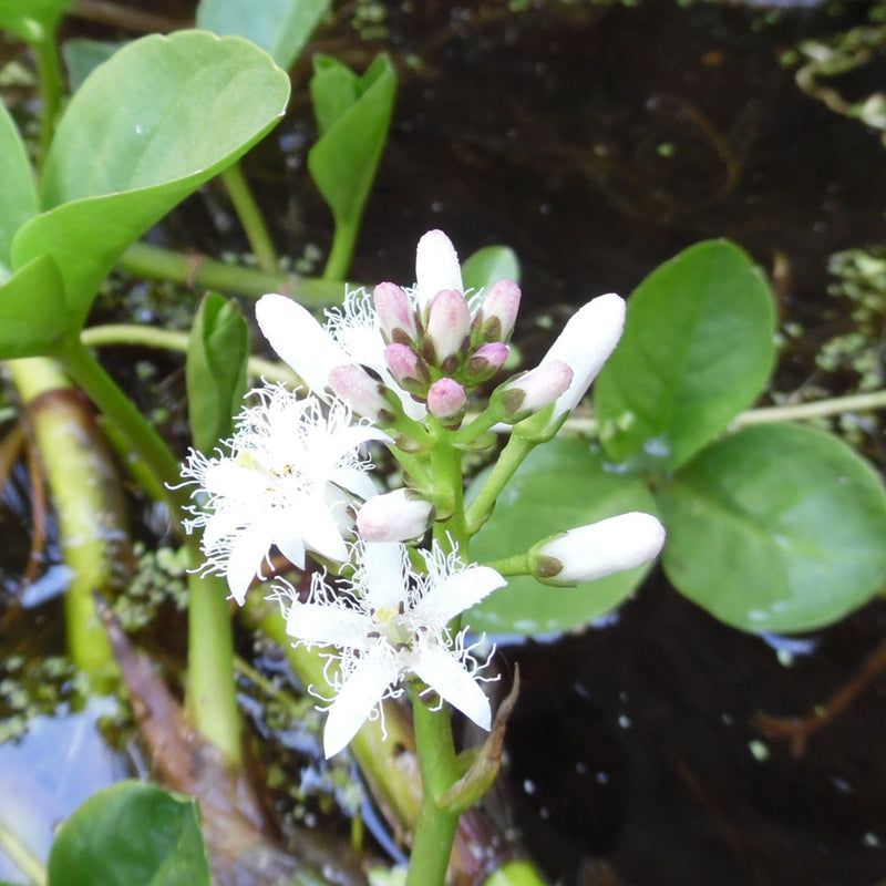 Menyanthes trifoliata | Bogbean P9