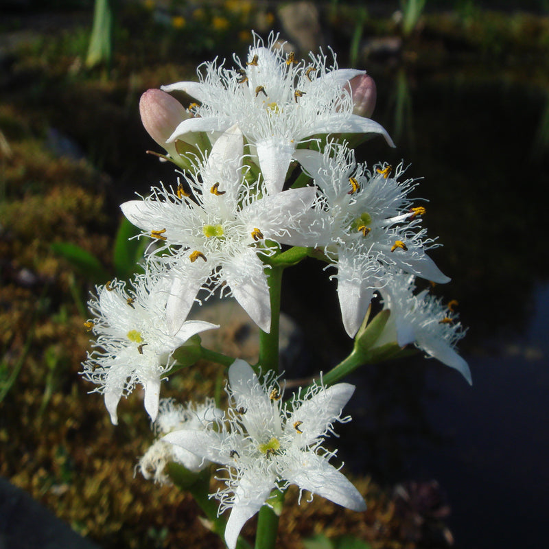 Menyanthes trifoliata | Bogbean P9