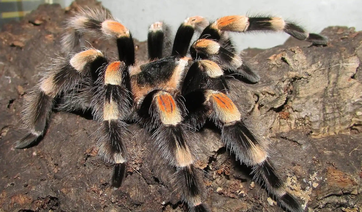 Mexican Red Knee Juvenile (Brachypelma hamorii ex smithi)