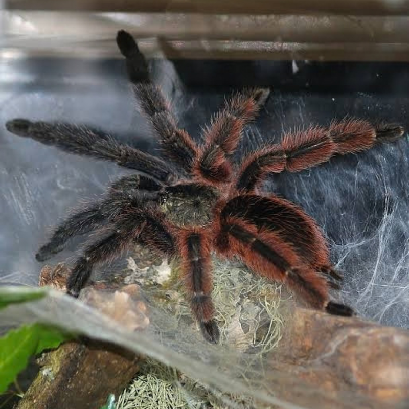 Mexican Half-and-Half Tarantula (M) | Psalmopoeus victorii