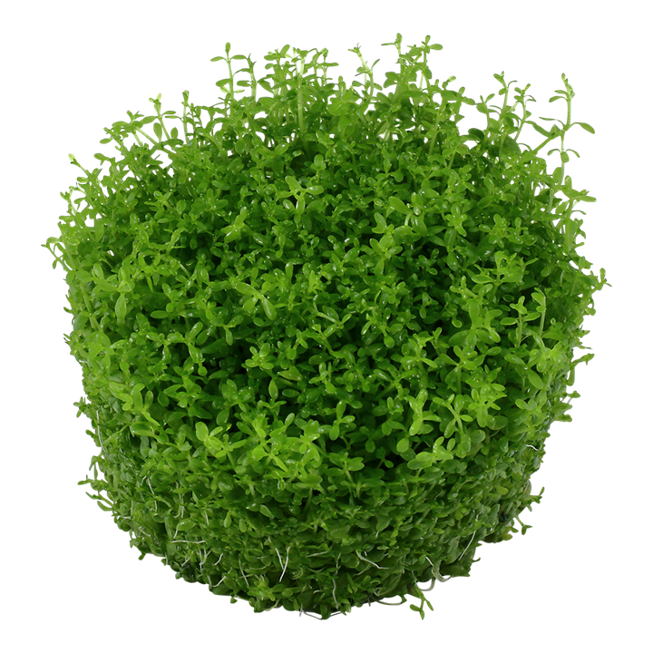 Micranthemum Callitrichoides 'Cuba' 1-2 Grow