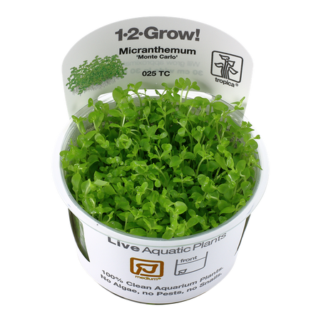 Micranthemum Tweediei 'Monte Carlo' 1-2 Grow