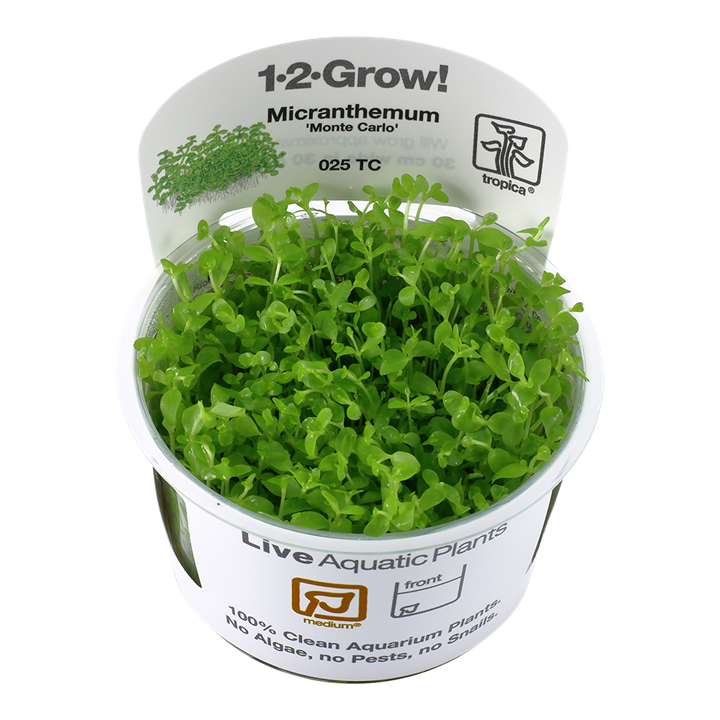 Micranthemum Tweediei 'Monte Carlo' 1-2 Grow