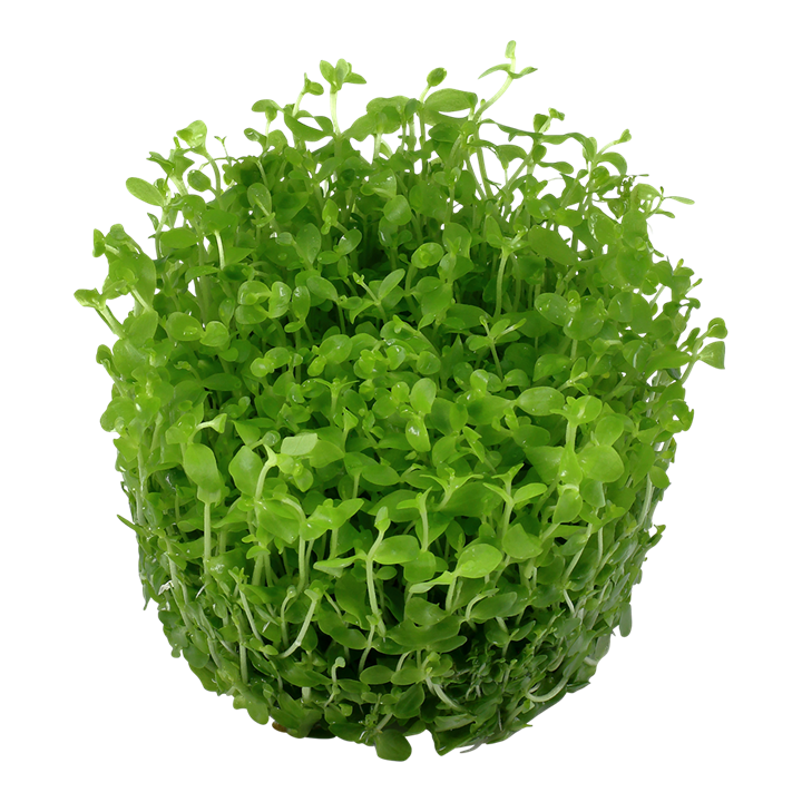 Micranthemum Tweediei 'Monte Carlo' 1-2 Grow