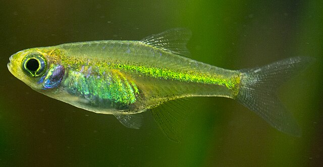 Microrasbora Kubotai Medium