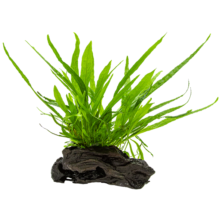 Microsorum pteropus nano wood