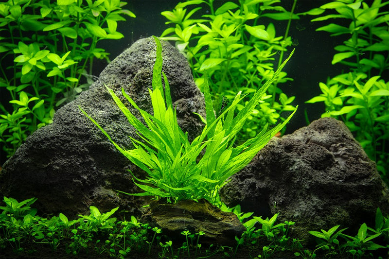 Microsorum pteropus nano wood