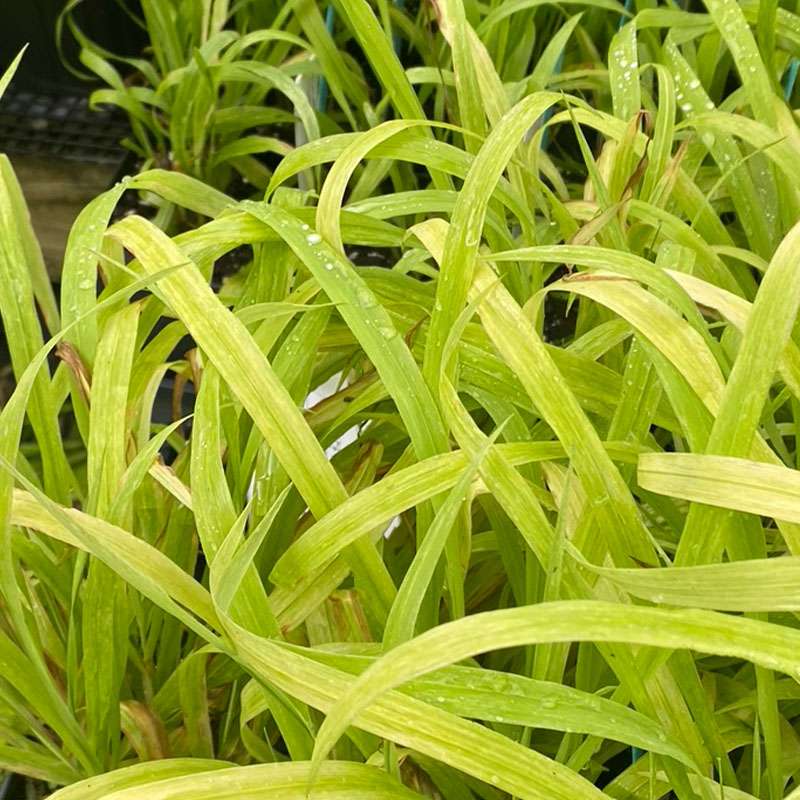 Milium Effusum Aureum' - 2Ltr