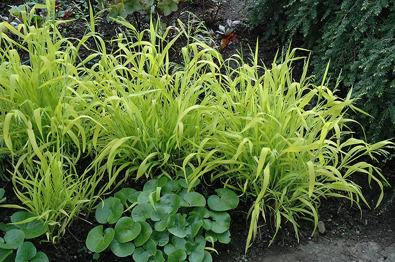 Milium Effusum Aureum' - 2Ltr