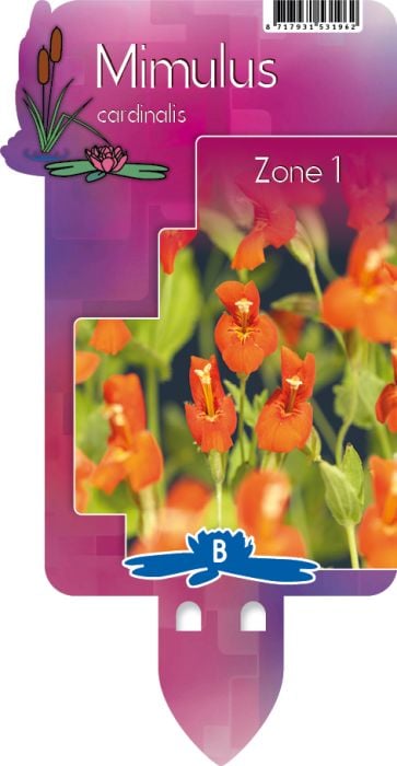 Mimulus cardinalis P9