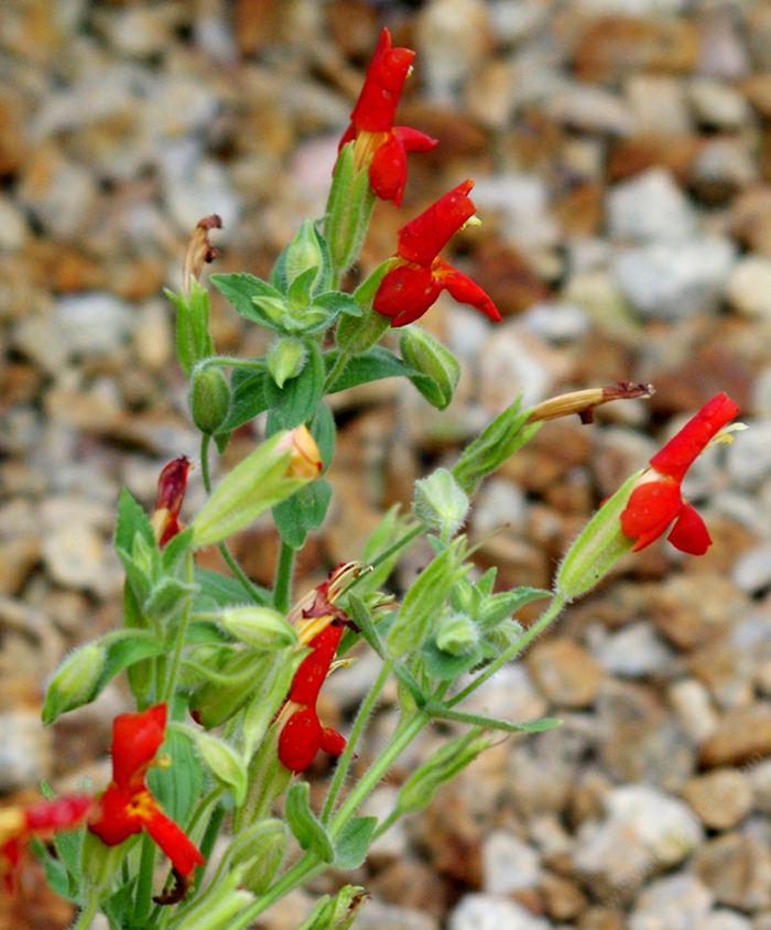 Mimulus cardinalis P9